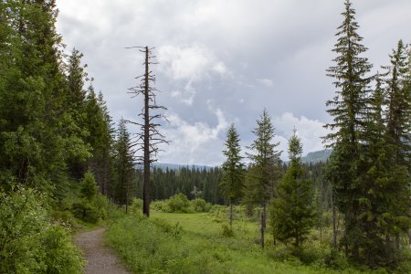 Dode boom nabij Ray farm